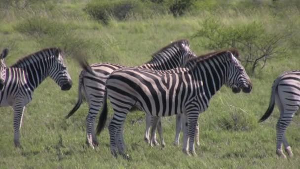 Zebras Descansando Sol — Vídeo de Stock