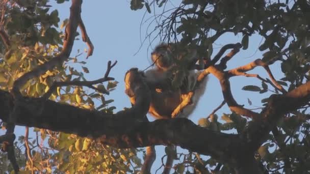 Pavian Genießt Den Sonnenuntergang Auf Einem Ast — Stockvideo