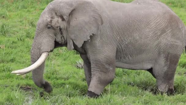 Éléphant Pâturage Taureaux Dans Lande — Video