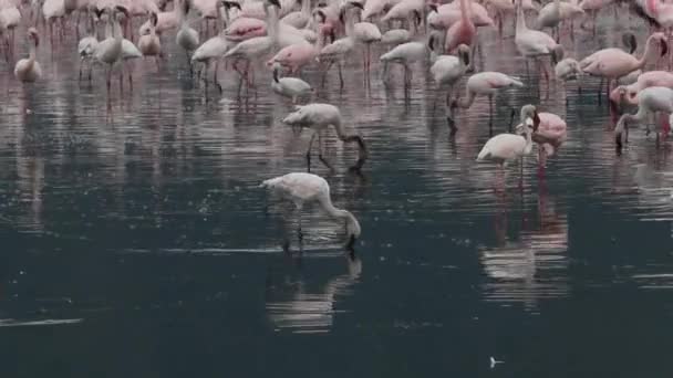 Flamingo Waden Ondiep Water — Stockvideo