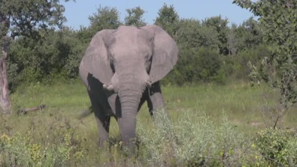 Elefante Comendo Grama Frente Para Câmera — Vídeo de Stock