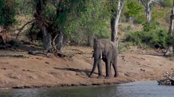 강둑을 코끼리 — 비디오