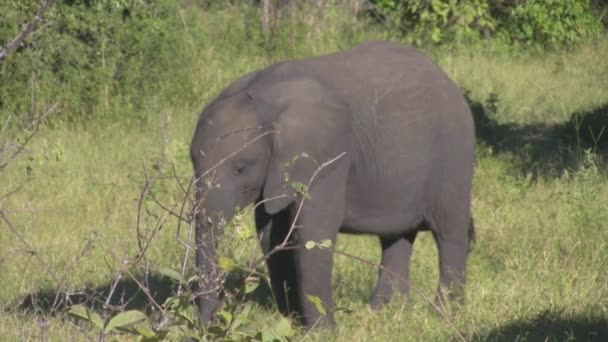 Elephant Family Eating Grass — Stock Video