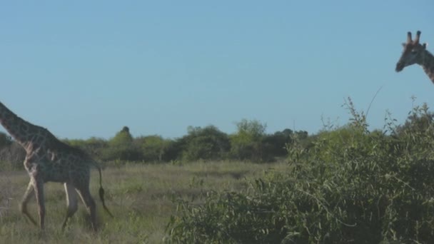 Giraffes Walking Bush — Stock Video