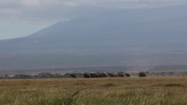 Стадо Слонів Біжить Перед Кіліманджаро — стокове відео