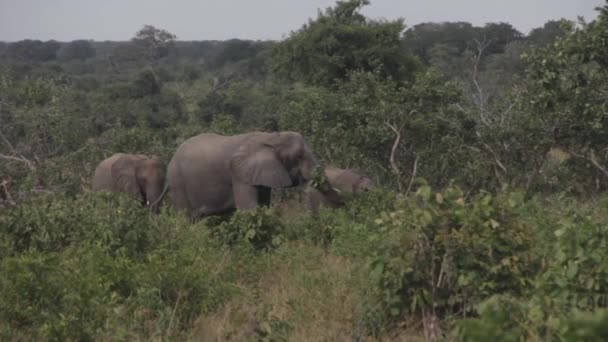 Elephant Foresthe Eating Grass — Stock Video