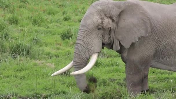 Elefante Comiendo Hierba Pantano — Vídeo de stock