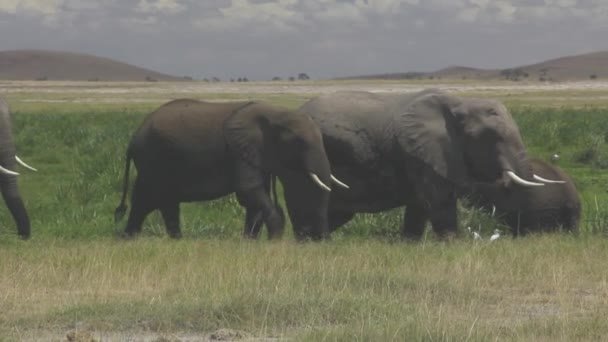 Elephants Walking Our Moor Lifting Trunks — Stock Video