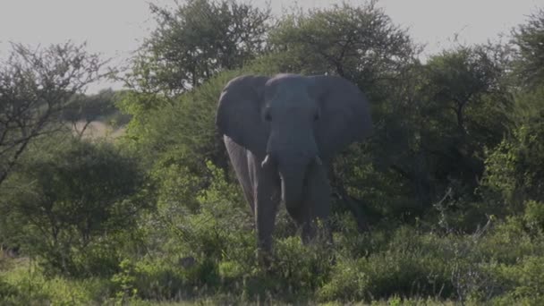 Слон Бик Обличчям Камери Їсть Траву — стокове відео