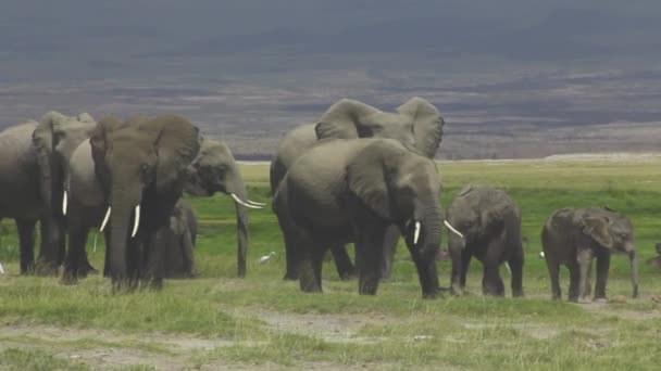 Jeune Éléphant Fatigué Famille — Video