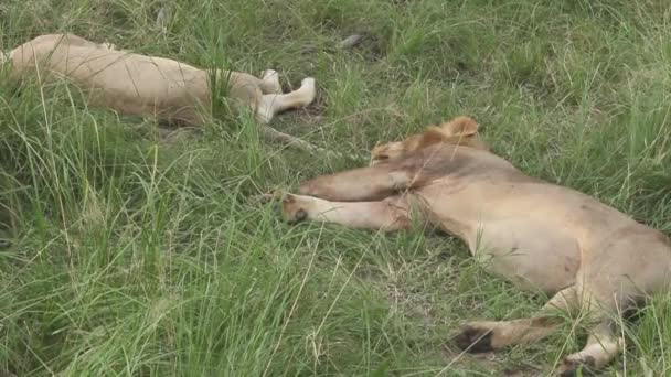 在草丛中睡觉的狮子 坦桑尼亚 — 图库视频影像