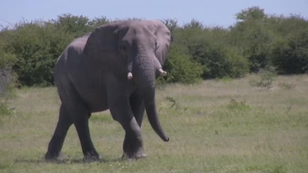Elefante Gigante Caminando Mirando Cámara — Vídeos de Stock