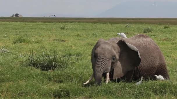 Egy Hatalmas Elefánt Sétál Kamerába Néz — Stock videók