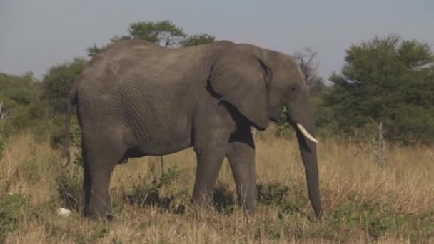 Giant Elephant Walking Looking Camera — Stock Video