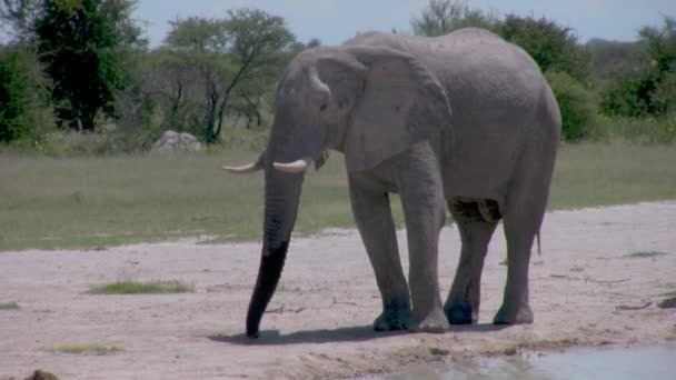 Elephant Waterhole Searching Ground Trunk — Stock Video