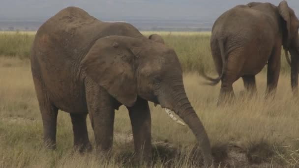 Vaca Elefante Bañándose Lodo Kenia — Vídeos de Stock