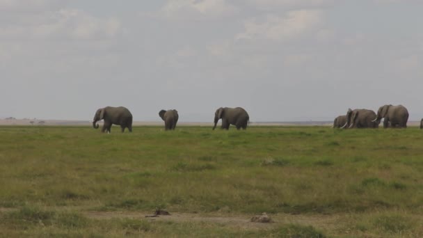 Elephant Herd Grassy Savanna — Stock Video