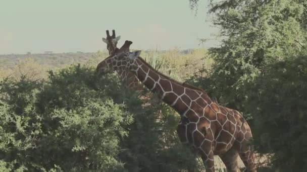 Yaprak Yiyen Zürafa — Stok video