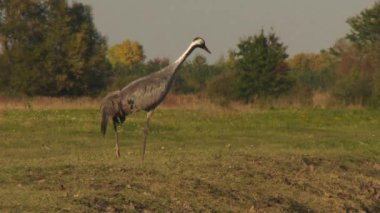 Turnalar - Kapatın, Turna Göç