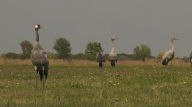 Turnalar A Alanında Yiyor, Grus Grus