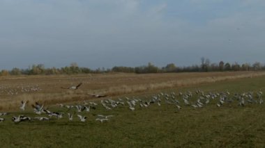 Yaygın Turnalar Bir Tarlada Besleniyor