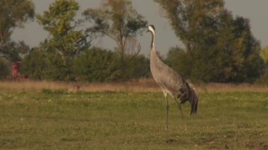 Turnalar - Kapatın, Turna Göç