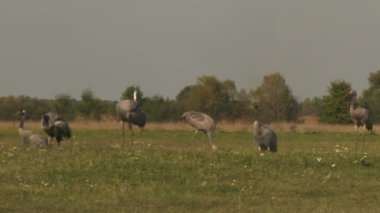 Turnalar A Alanında Yiyor, Grus Grus