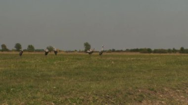 Turnalar A Alanında Yiyor, Grus Grus