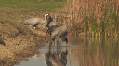 Turnalar Sonbaharda Sulak Topraklarda İçer