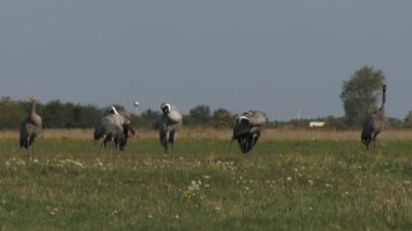 Turnalar A Alanında Yiyor, Grus Grus