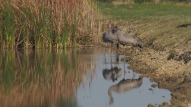 Vinç kuş içecekler su River