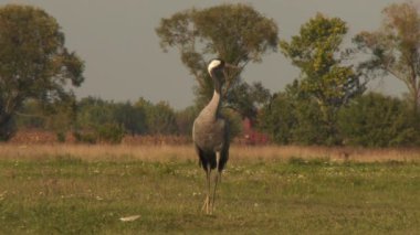 Turnalar - Yakın, Orta Avrupa