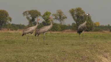 Yaygın Turnalar Bir Tarlada Besleniyor
