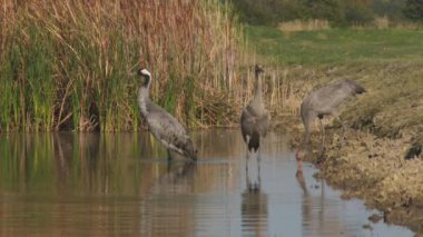 Turnalar Sonbaharda Sulak Topraklarda İçer