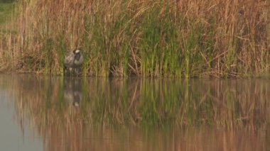 Sonbaharda Sulak Arazide Turna İçeceği