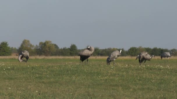 Cranes Eating Field Grus Grus — Stock Video