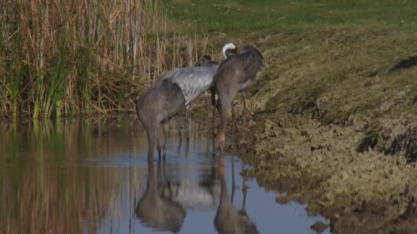鹤在秋天的湿地饮水 — 图库视频影像
