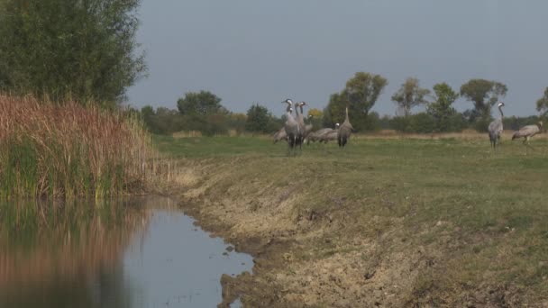 Grúas Comunes Alimentándose Campo — Vídeos de Stock