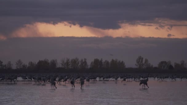 Tysiące Ptaków Żurawia Nad Jeziorem — Wideo stockowe