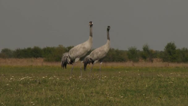Краны Close Crane Migration — стоковое видео
