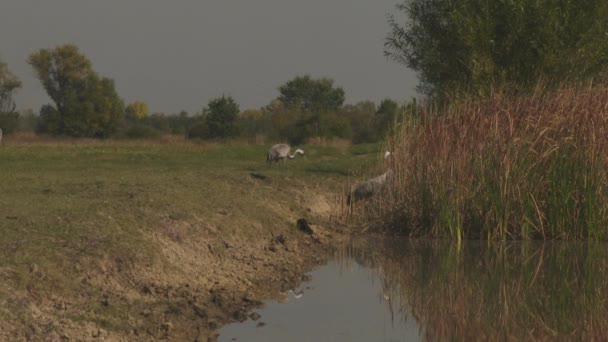 Crane Bird Drinks Water River — Stock Video