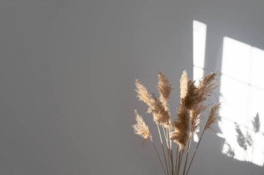 Pampas otu. Reed Plume Kökü, Kurumuş Pampas Çimi, Ev, Gün Işıkları ve Gölge İçin Dekoratif Tüylü Çiçek Düzenleme