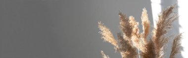 Pankart. Pampas otu. Reed Plume Kökü, Kurumuş Pampas Çimi, Ev, Gün Işıkları ve Gölge İçin Dekoratif Tüylü Çiçek Düzenleme
