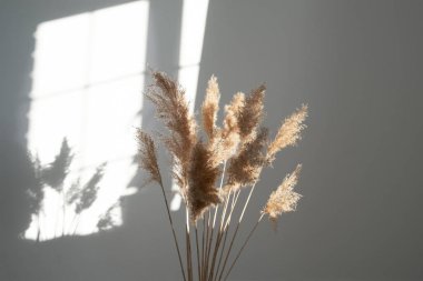Pampas otu. Reed Plume Kökü, Kurumuş Pampas Çimi, Ev, Gün Işıkları ve Gölge İçin Dekoratif Tüylü Çiçek Düzenleme