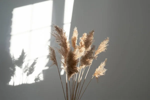 Pampas græs. Rørblad Plume Stem, Tørrede Pampas Græs, Dekorative Fjer Blomst Arrangement for hjem, dagslys og skygge - Stock-foto