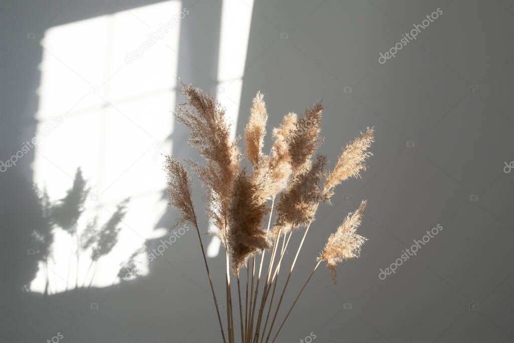 Pampas grass. Reed Plume Stem, Dried Pampas Grass, Decorative Feather Flower Arrangement for Home, Daylights and shadow