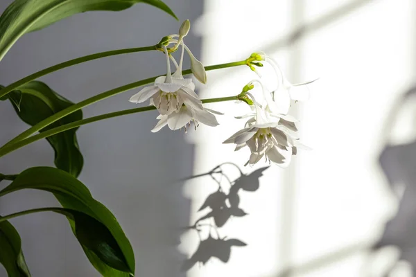 Foglie verdi eucaristiche per il disegno della composizione. Pianta in vaso foglie tropicali sfondo su sfondo grigio. Luce del giorno, ombre dure — Foto Stock