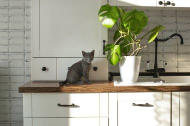 Beyaz bir mutfakta beyaz bir tencerede canavar bitkisi ve küçük gri bir evcil kedi. Ev bitkisi ve evcil hayvan kavramı. Monstera deliciosa yaprakları veya İsviçre peyniri tropikal yaprakları.