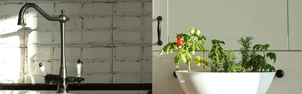 Tomates cereja e alecrim cultivados em uma panela em uma horta caseira, na cozinha branca no estilo escandinavo. — Fotografia de Stock