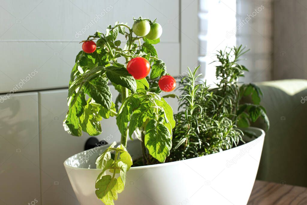 Cherry tomatoes and rosemary grown in a pot in a home vegetable garden, in the white kitchen in Scandinavian style.